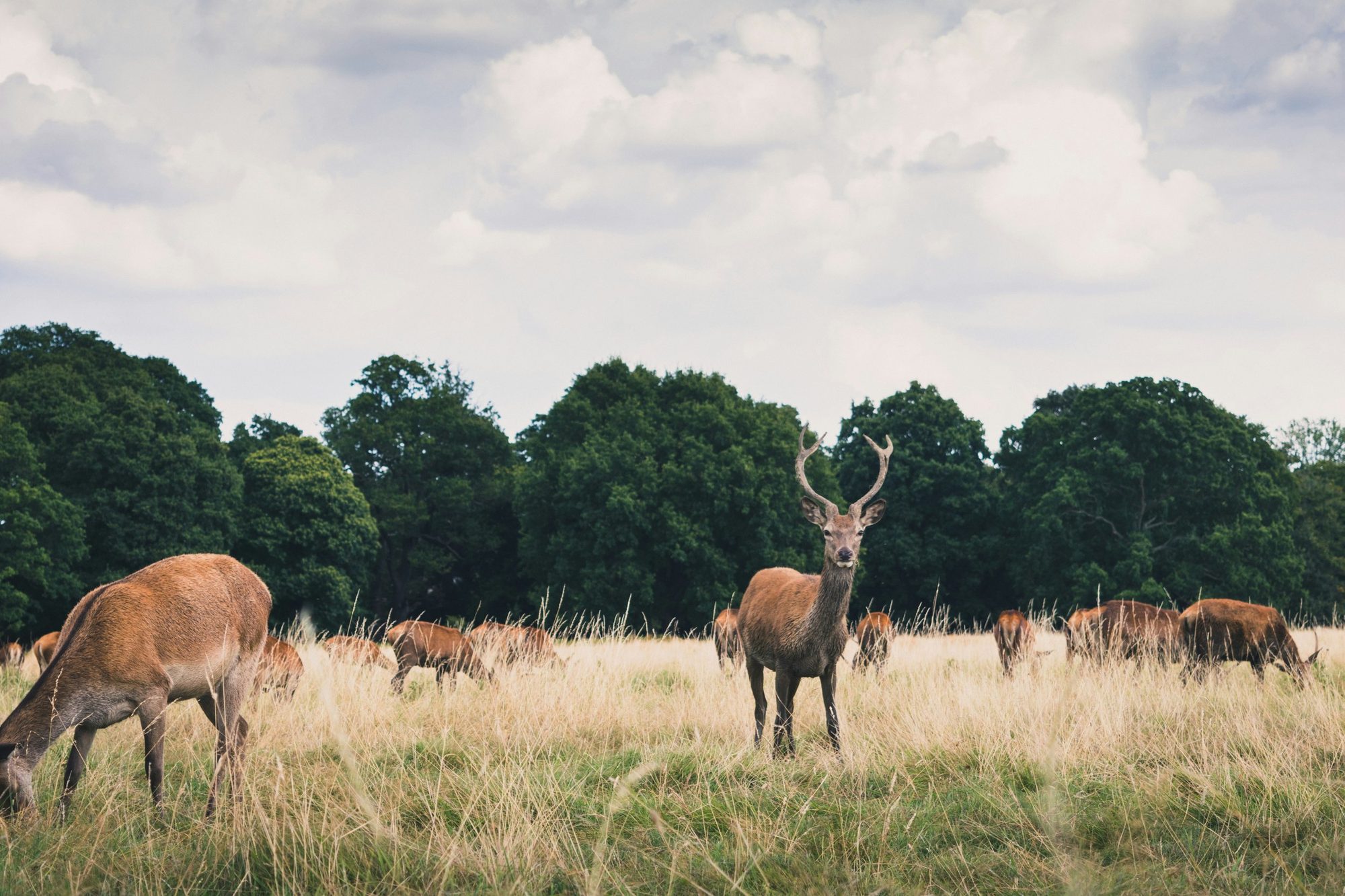 Richmond Park Half Marathon